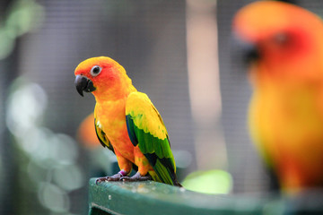 Beautiful parrot, Sun Conure