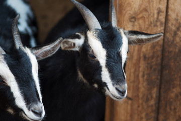 Funny black and white goats on the farm