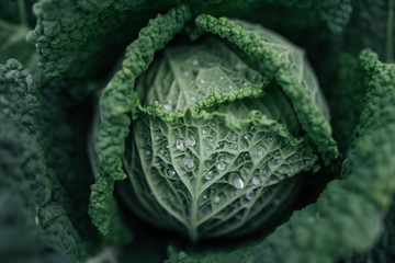 Fototapeta premium Cabbage