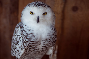 Beautiful snow-white owl. Seriously looking into frame