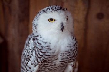 Beautiful snow-white owl. Seriously looking into frame