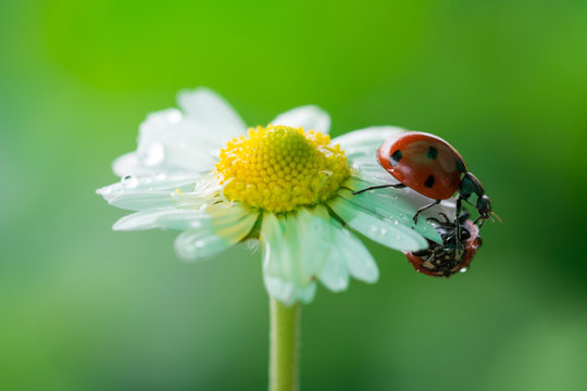 due coccinelle aggrappate a petali di margherita bianca