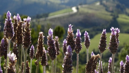 field of lavender