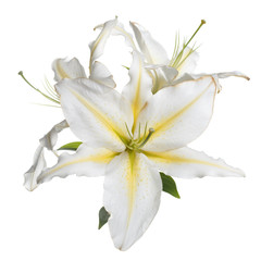 Obraz na płótnie Canvas Tender flower of white-yellow lily isolated.