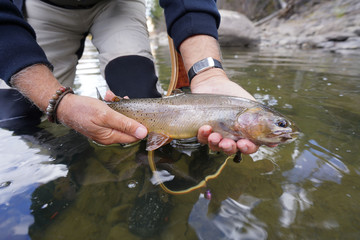 catching a Cutthroat trout by a fly fisherman