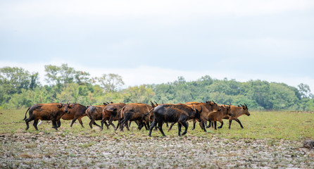 Forest buffalo herd in savannah of Gabon, West-Africa. Forest buffaloes big group of mammals grazing