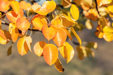 Branch pear with red yellow foliage, autumn leaves at fall time