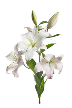A branch of gently pink lilies isolated on a white background.