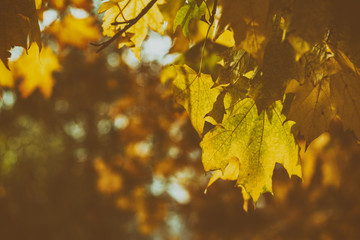 Beautiful autumn background with golden maple leaves in the city park