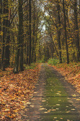 Couple walking along autumn alley in the old park