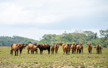 Fototapeta na wymiar Forest buffalo herd in savannah of Gabon, West-Africa. Forest buffaloes big group of mammals grazing