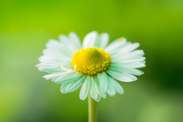 Obraz premium primo piano di fiore margherita con sfondo verde sfocato