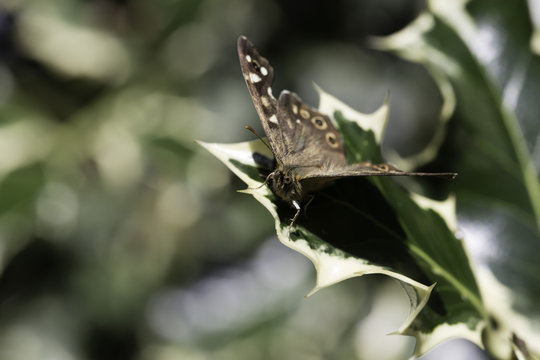 Brown butterfly on holly leaf