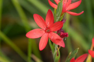 River Lily Flowers in Bloom