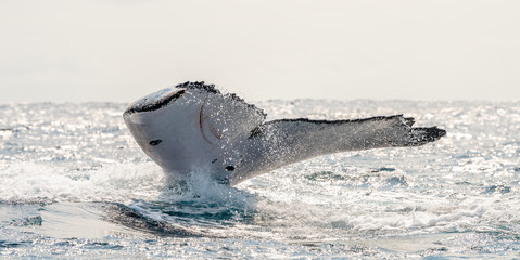 Humpback whale tail in Gabon sea, Gulf of Guinea. Ocean with black humpback whale during whale watching