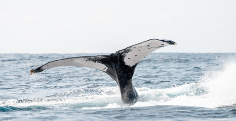Obraz premium Humpback whale tail in Gabon sea, Gulf of Guinea. Ocean with black humpback whale during whale watching