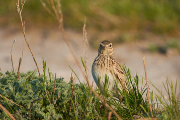 Eurasian skylark sits in the thick grass and looks straight into the camera lens.