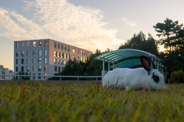 Rabbit at college campus at late afternoon