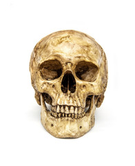Human skull isolated on white background.