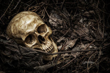 Darkness theme of loneliness and death is Truth of Life. human skull in cemetery on the pile...