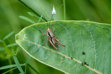 Roesel's Katydid on Leaf