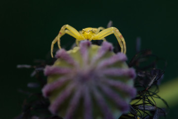 ragno granchio verde aggrappato dietro frutto papavero
