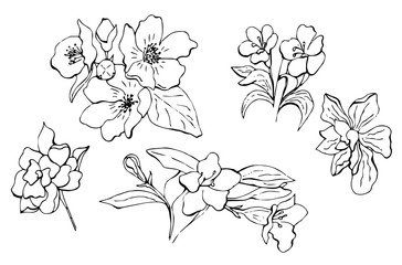 Hand drawn vector set of flowers in doodle