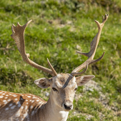 Fallow Deer,  Dama dama