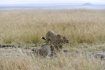cheetah © Herbert
