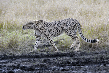 cheetah