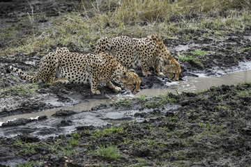 cheetah © Herbert