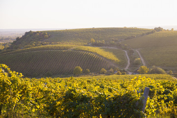 Gorgeous Sunset over a South Australian vineyard