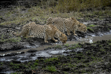 cheetah © Herbert