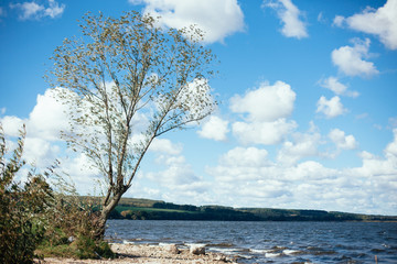 Fototapeta na wymiar tree near the sea