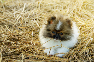 Dog puppy Pomeranian Tri Colored are squattingt on straw stack with scrap straw in mouth in garden agricultural organic have background countryside