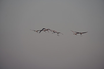 Phoenicopteridae