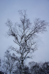 Fototapeta na wymiar 冬の木