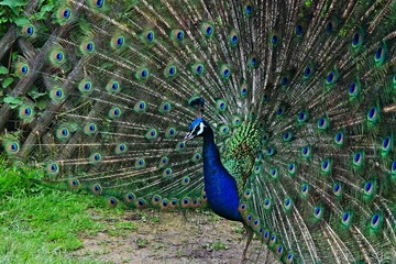 Naklejka premium Peacock