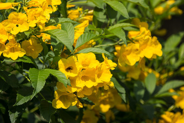 Close up of Yellow flower, Yellow elder