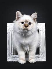 Beautiful tabby point Sacred Birman cat kitten standing with two white paws through a white picture frame looking beside lens, isolated on black background