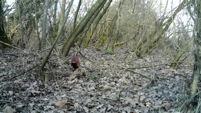 Male of Pheasant (Phasianus Colchicus) walks in a wood in winter in bright colors with a female Pheasant camouflaged with the background. Documantary Nature and Wildlife FullHD Video.