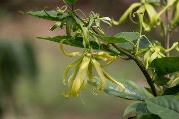 Fototapeta na wymiar yellow desmos chinensis flower
