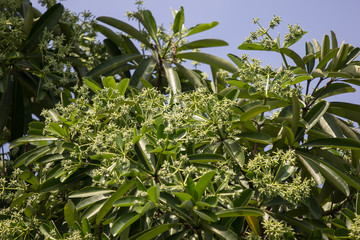 Fototapeta premium Green Flower of Blackboard Tree