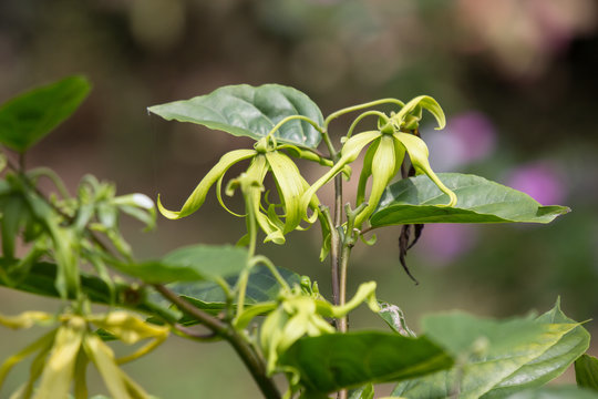 yellow desmos chinensis flower
