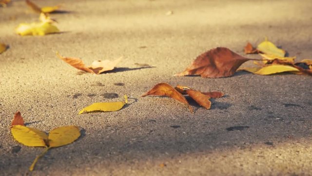 Autumn leaves on sidewalk