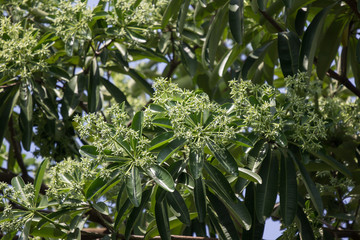 Green Flower of Blackboard Tree