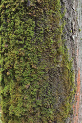 green moss on tree