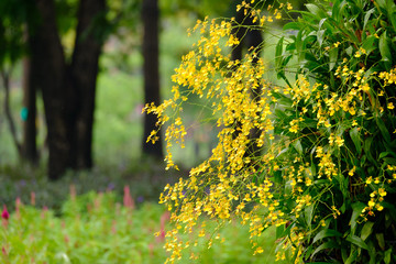 Flowers in the park