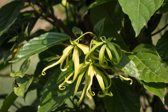 yellow desmos chinensis flower