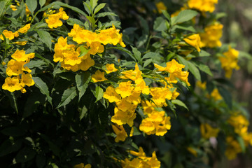Close up of Yellow flower, Yellow elder